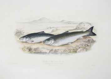 British Salmonidae.